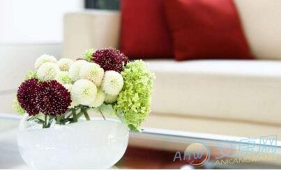 客厅放什么植物好风水又好养_客厅养鲜花的风水_什么鲜花适合放在客厅