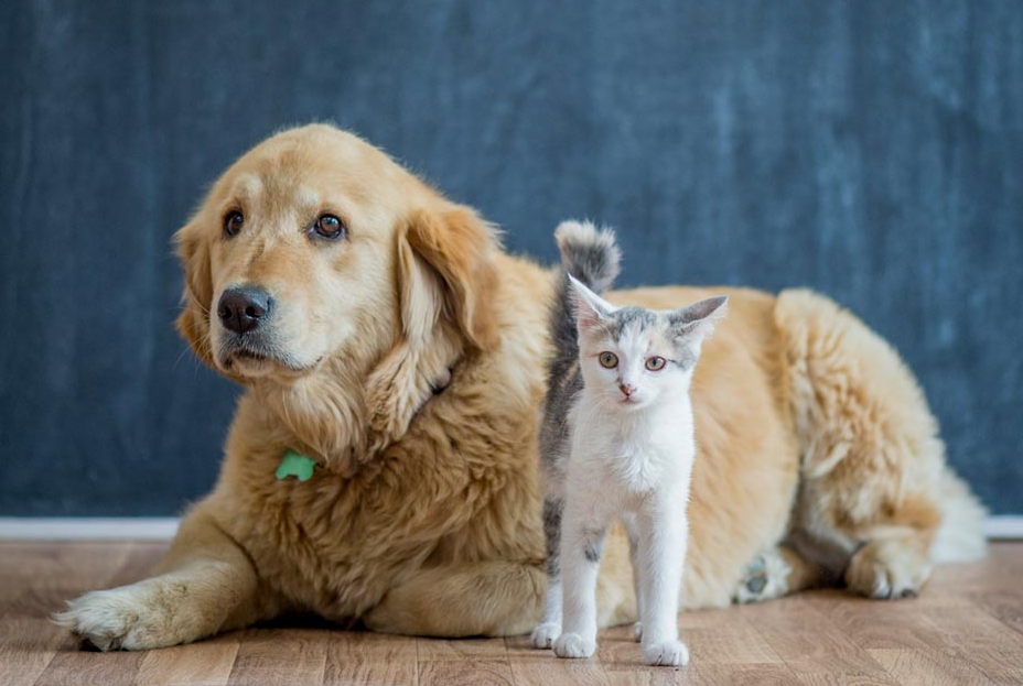 养猫有什么迷信说法吗哪些人适合养什么样宠物