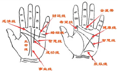 手相图解男的_男手相图解_手相男人图解