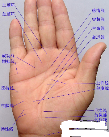 左手手相分析_左手相算命图解_左手看手相算命