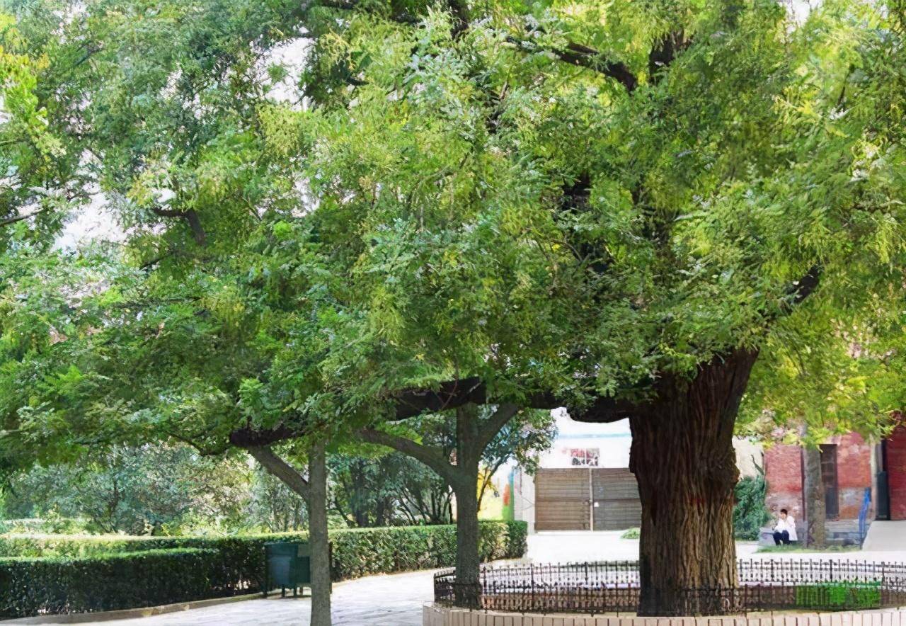 风水四吉四凶位_古树风水师禁忌知识_化解凶虎压青龙宅风水