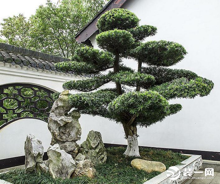 樱花风水知识_樱花风水知识介绍_樱花风水知识讲解