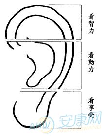 耳垂小女人面相_耳垂小的人好不好_耳垂小的面相图解