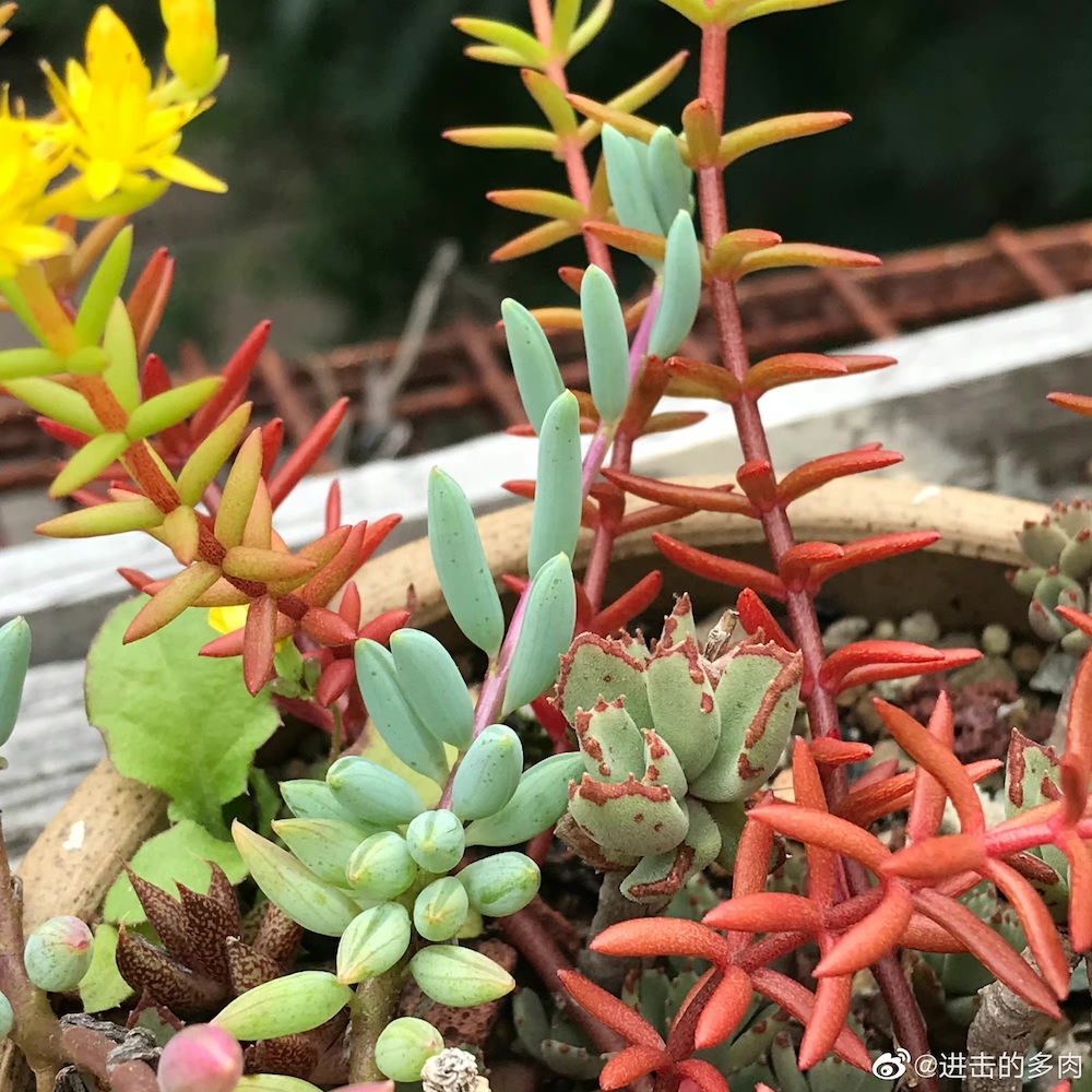 多肉植物在办公室风水_办公室多肉的风水意义_办公室摆多肉植物风水