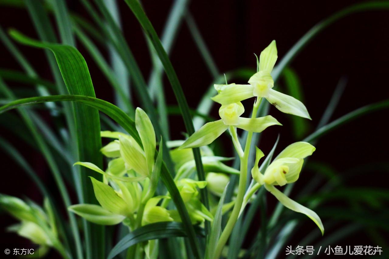 鲜花 卧室 风水_卧室放鲜花有什么寓意_卧室鲜花摆放风水五大讲究