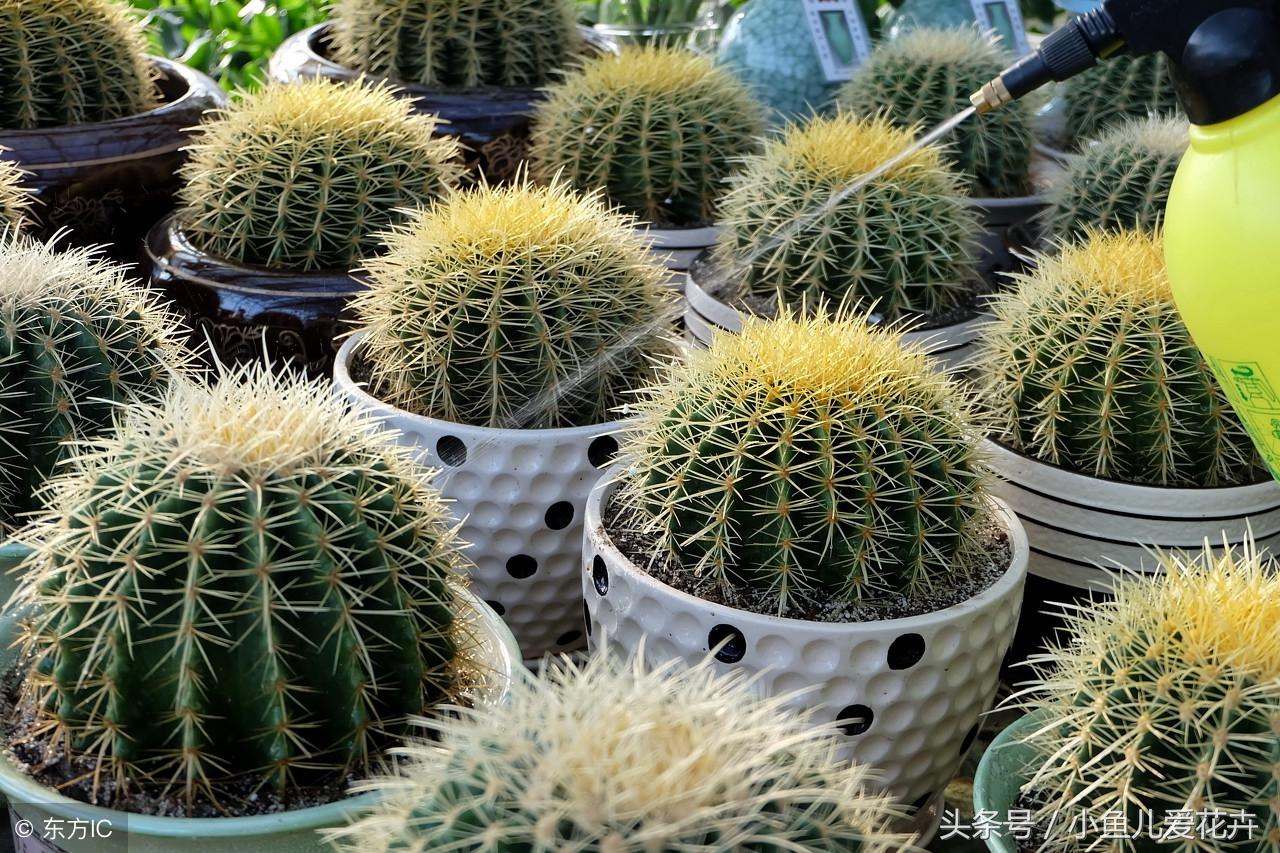 卧室鲜花摆放风水五大讲究_鲜花 卧室 风水_卧室放鲜花有什么寓意